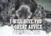 give you 5 great advice for your dog