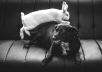 write pet related blog posts or articles